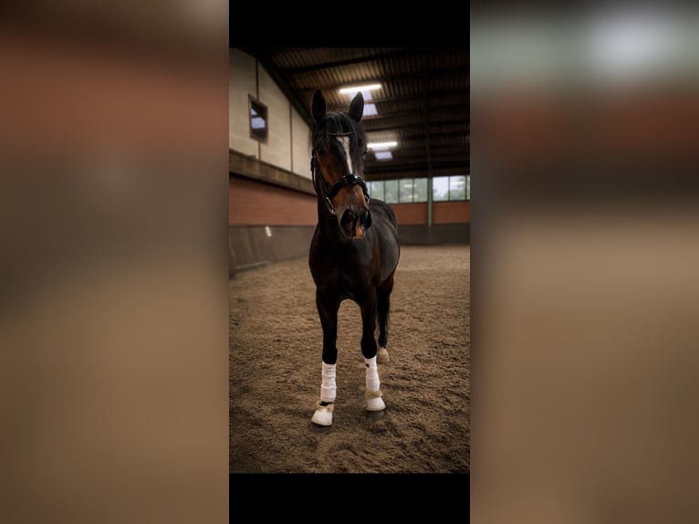 Anglo European Studbook Wallach 3 Jahre 165 cm Dunkelbrauner in Thuine