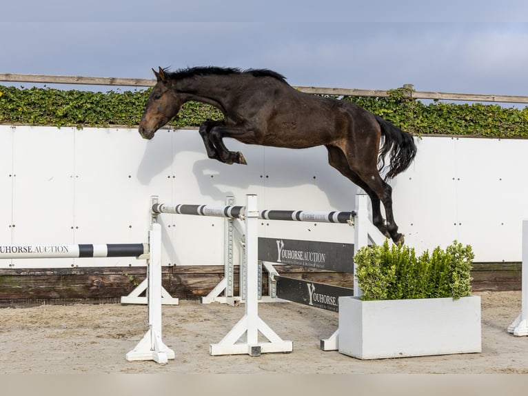 Anglo European Studbook Wallach 3 Jahre 167 cm Dunkelbrauner in Waddinxveen