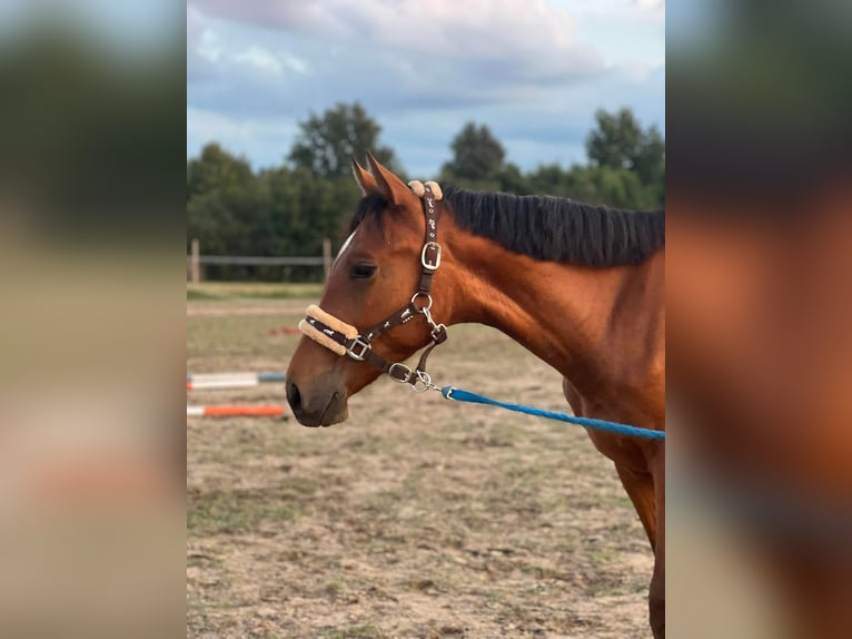 Anglo European Studbook Wallach 3 Jahre 167 cm Rotbrauner in Winnica