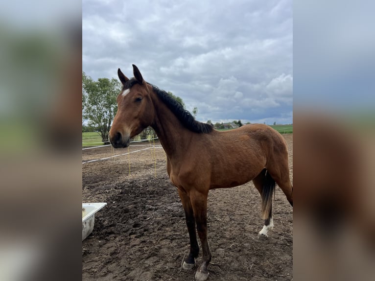 Anglo European Studbook Wallach 3 Jahre 167 cm Rotbrauner in Winnica
