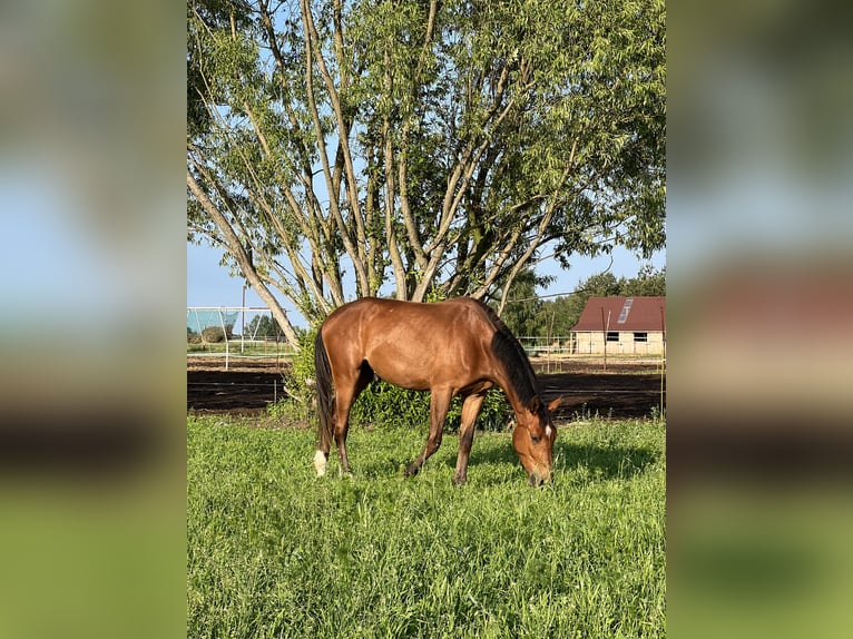 Anglo European Studbook Wallach 3 Jahre 167 cm Rotbrauner in Winnica