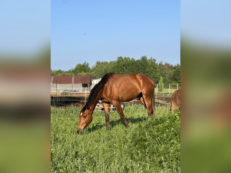 Anglo European Studbook Wallach 3 Jahre 167 cm Rotbrauner in Winnica