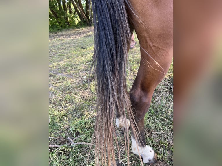 Anglo European Studbook Wallach 3 Jahre 167 cm Rotbrauner in Winnica