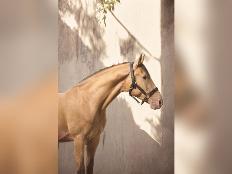 Anglo European Studbook Wallach 3 Jahre 168 cm Champagne in Düsseldorf