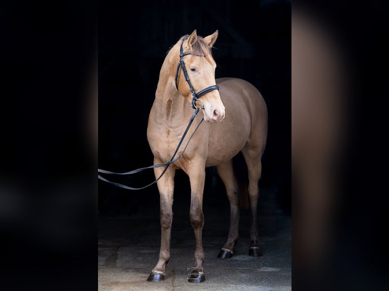 Anglo European Studbook Wallach 3 Jahre 168 cm Champagne in Düsseldorf