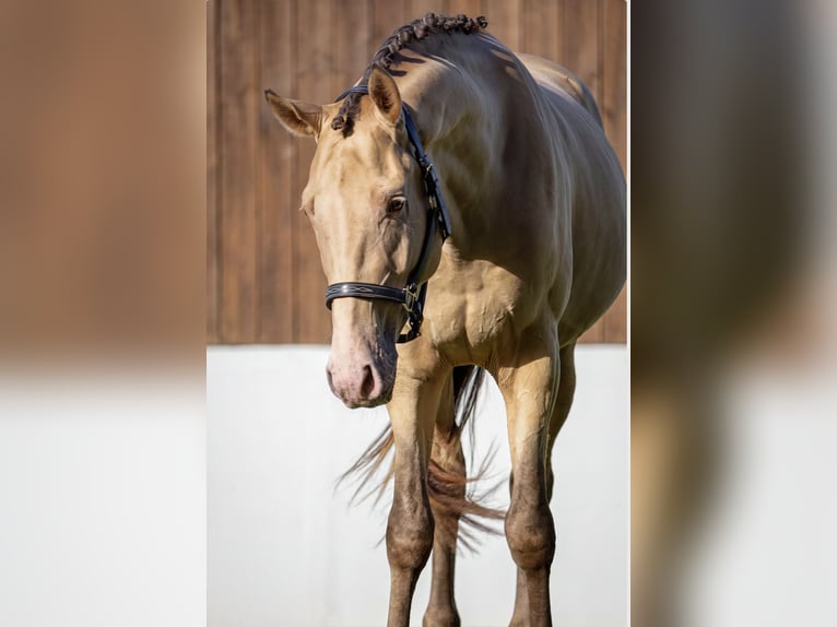 Anglo European Studbook Wallach 3 Jahre 168 cm Champagne in Düsseldorf