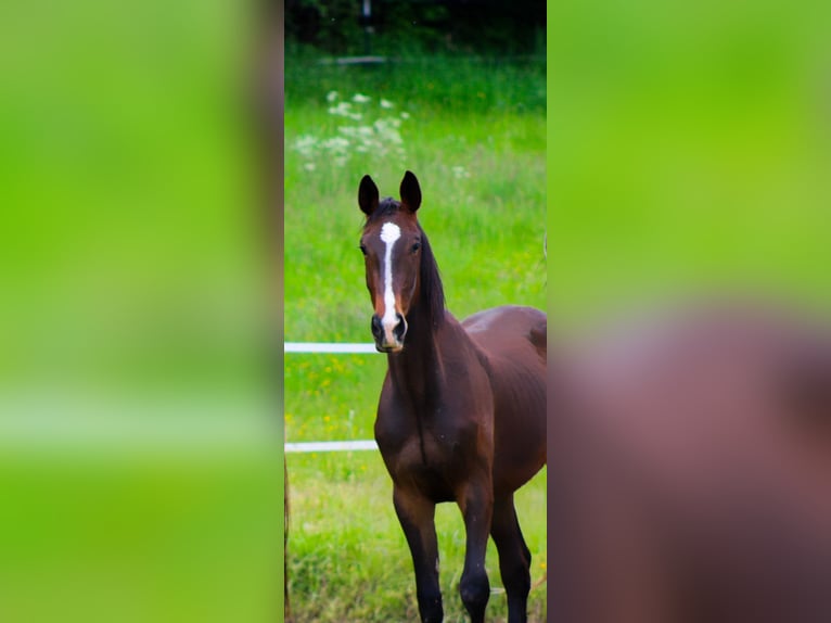 Anglo European Studbook Wallach 3 Jahre 168 cm Dunkelbrauner in Modautal