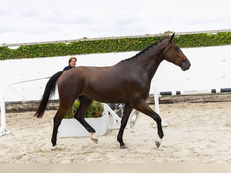 Anglo European Studbook Wallach 3 Jahre 169 cm Brauner in Waddinxveen