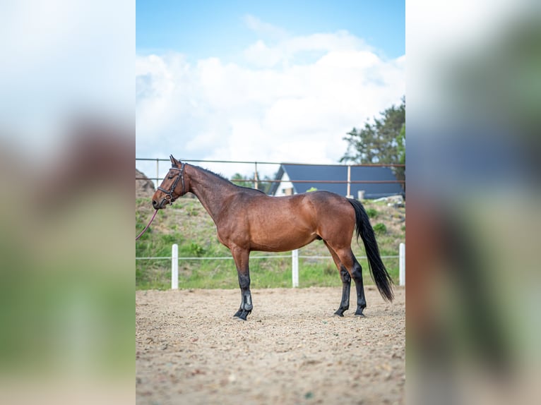 Anglo European Studbook Wallach 3 Jahre 170 cm Brauner in Warzenko