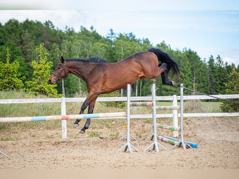 Anglo European Studbook Wallach 3 Jahre 170 cm Brauner in Warzenko