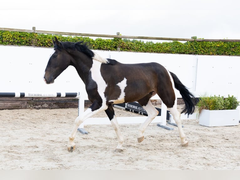 Anglo European Studbook Wallach 3 Jahre 170 cm Schecke in Waddinxveen Anglo European Studbook Wallach 3 Jahre 170 cm Schecke in Waddinxveen