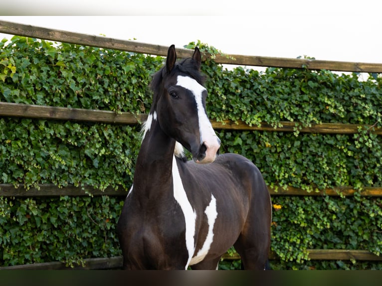 Anglo European Studbook Wallach 3 Jahre 170 cm Schecke in Waddinxveen Anglo European Studbook Wallach 3 Jahre 170 cm Schecke in Waddinxveen