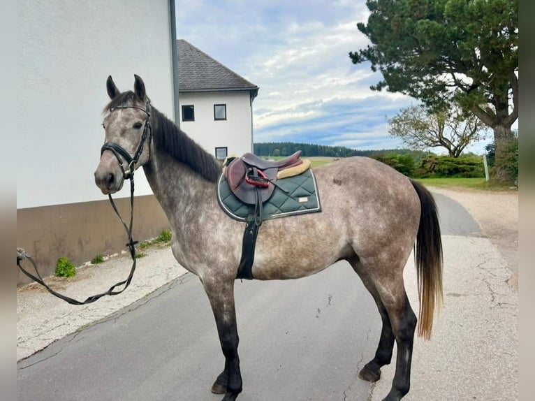 Anglo European Studbook Wallach 4 Jahre 160 cm Apfelschimmel in Pelmberg