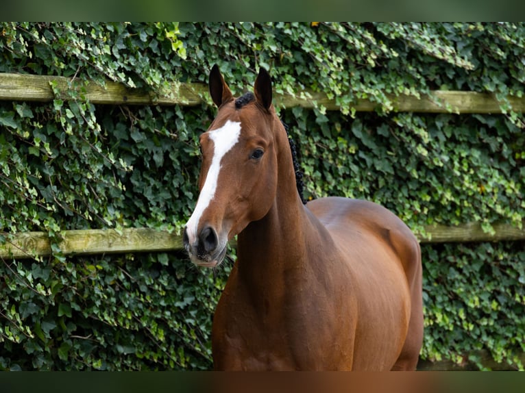 Anglo European Studbook Wallach 4 Jahre 160 cm Brauner in Waddinxveen