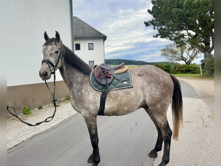 Anglo European Studbook Wallach 4 Jahre 160 cm in Pelmberg