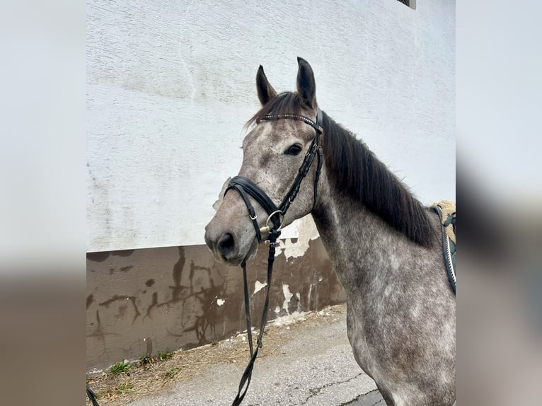 Anglo European Studbook Wallach 4 Jahre 160 cm in Pelmberg