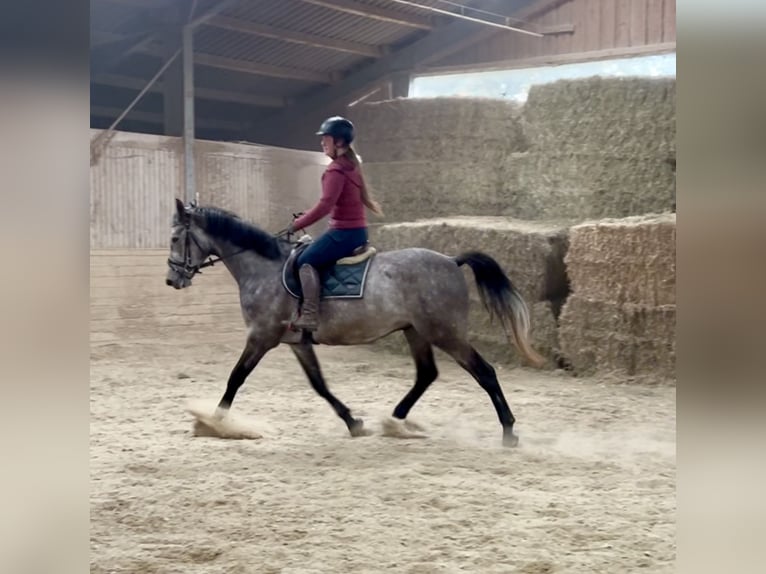 Anglo European Studbook Wallach 4 Jahre 160 cm in Pelmberg