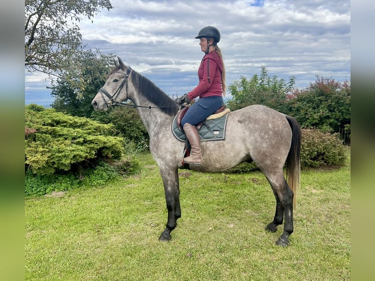 Anglo European Studbook Wallach 4 Jahre 160 cm in Pelmberg