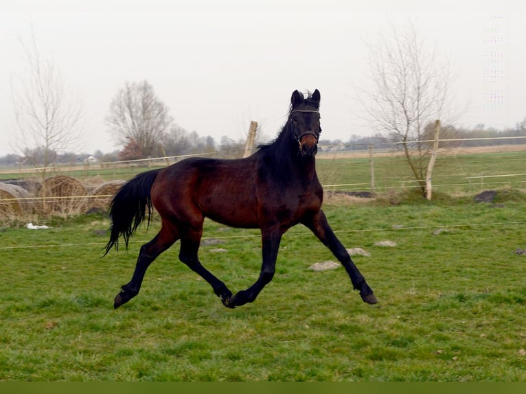 Anglo European Studbook Wallach 4 Jahre 160 cm Schwarzbrauner in Rokitno