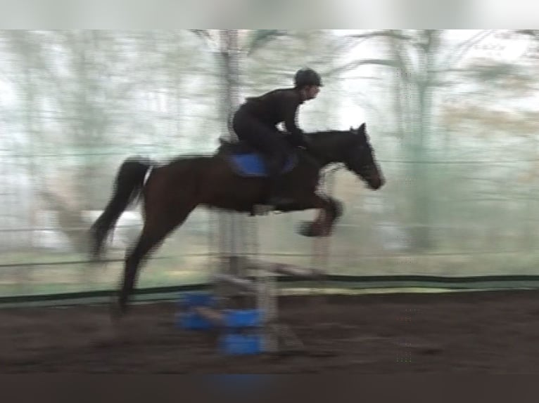 Anglo European Studbook Wallach 4 Jahre 160 cm Schwarzbrauner in Rokitno