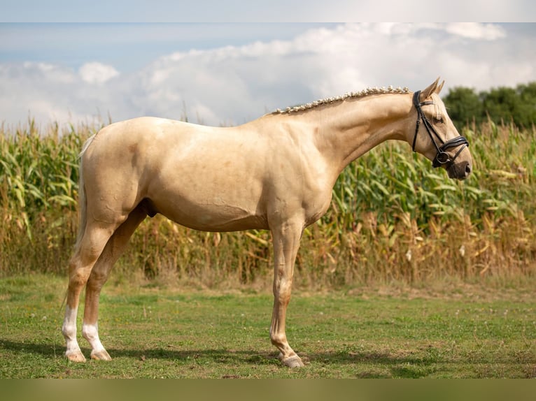 Anglo European Studbook Wallach 4 Jahre 162 cm Palomino in Oudemirdum
