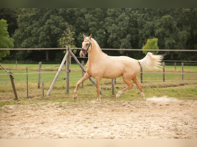 Anglo European Studbook Wallach 4 Jahre 162 cm Palomino in Oudemirdum