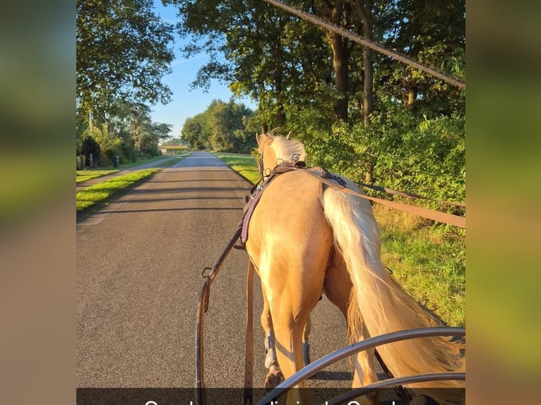 Anglo European Studbook Wallach 4 Jahre 162 cm Palomino in Oudemirdum
