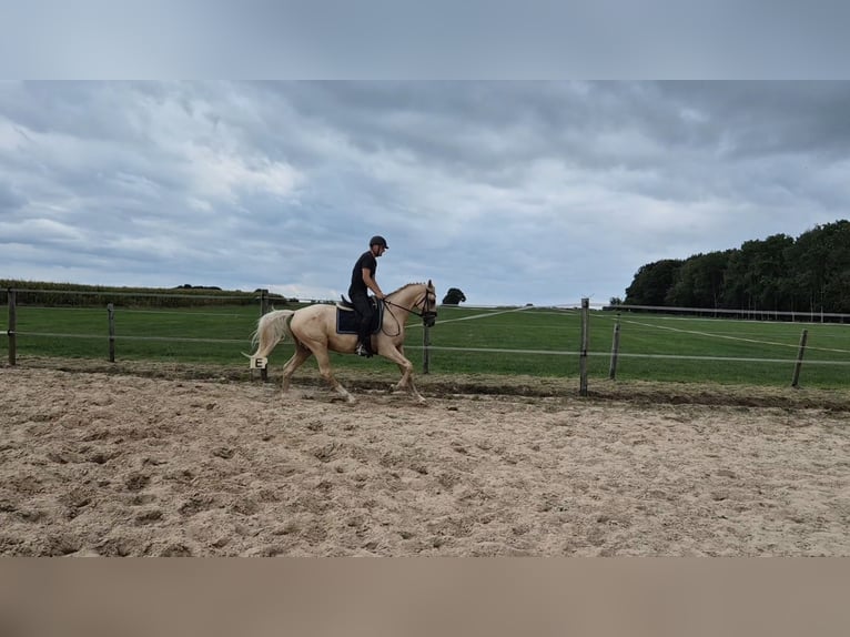 Anglo European Studbook Wallach 4 Jahre 162 cm Palomino in Oudemirdum