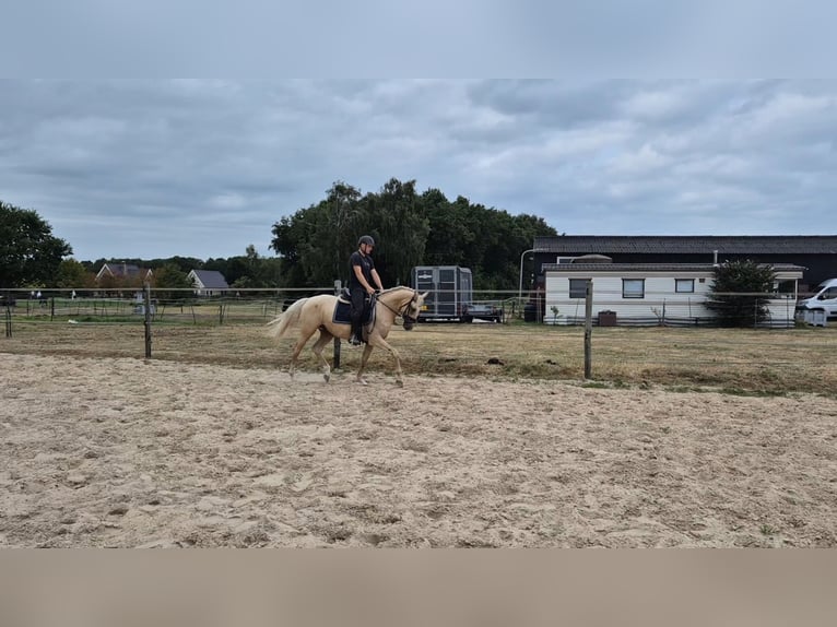 Anglo European Studbook Wallach 4 Jahre 162 cm Palomino in Oudemirdum