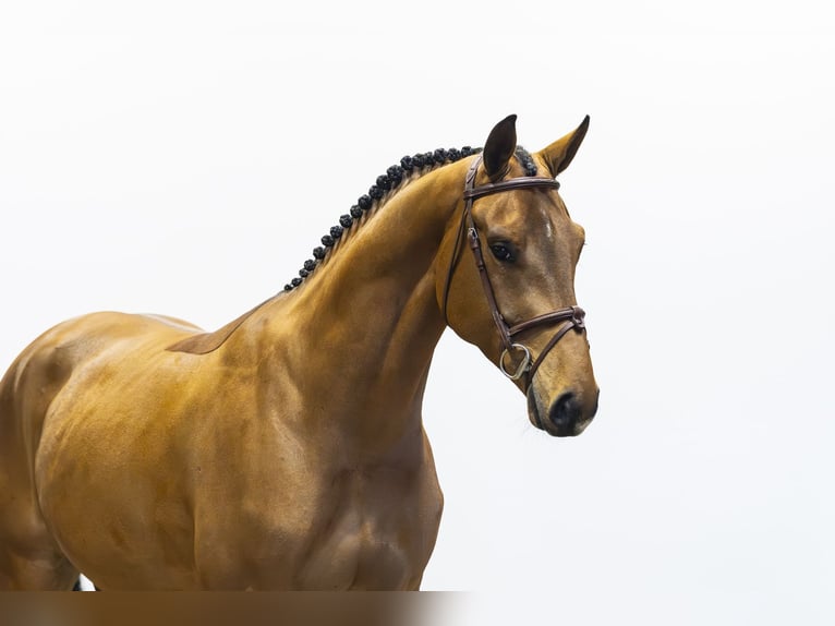 Anglo European Studbook Wallach 4 Jahre 163 cm Brauner in Waddinxveen