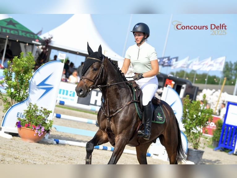 Anglo European Studbook Wallach 4 Jahre 163 cm Dunkelbrauner in Etten-Leur