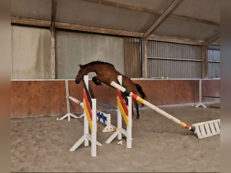 Anglo European Studbook Wallach 4 Jahre 165 cm Brauner in Ysselsteyn
