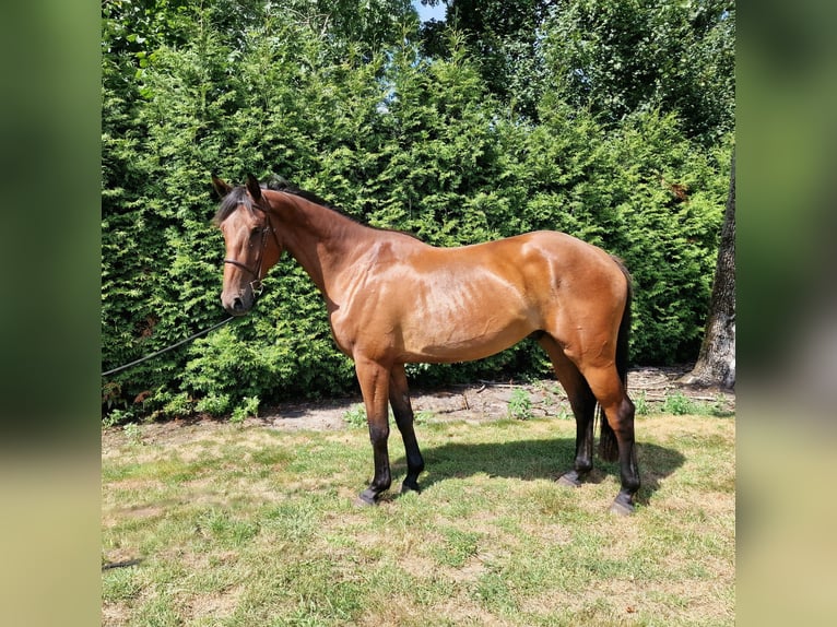 Anglo European Studbook Wallach 4 Jahre 165 cm Brauner in Ysselsteyn