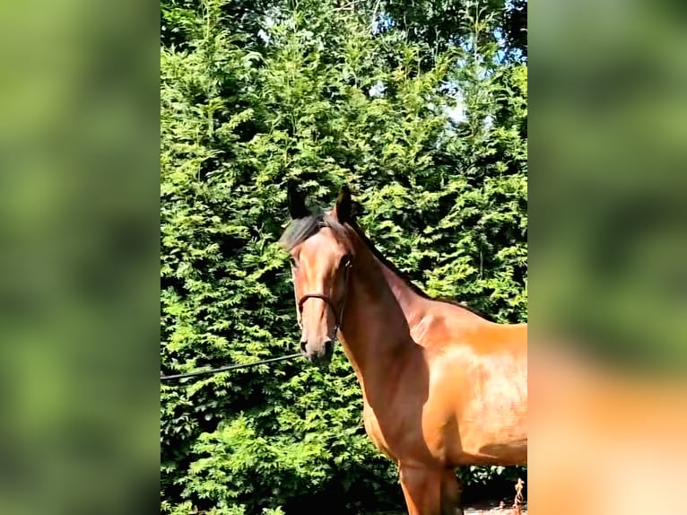 Anglo European Studbook Wallach 4 Jahre 165 cm Brauner in Ysselsteyn