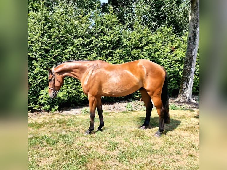 Anglo European Studbook Wallach 4 Jahre 165 cm Brauner in Ysselsteyn