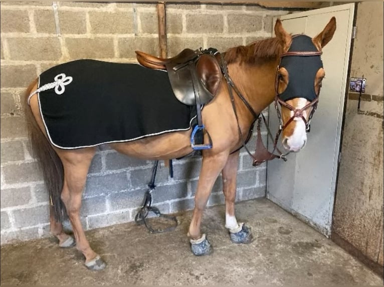 Anglo European Studbook Wallach 4 Jahre 165 cm Fuchs in Hekelgem