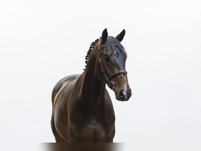 Anglo European Studbook Wallach 4 Jahre 165 cm  in Waddinxveen