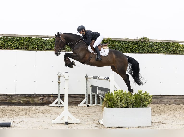 Anglo European Studbook Wallach 4 Jahre 165 cm  in Waddinxveen