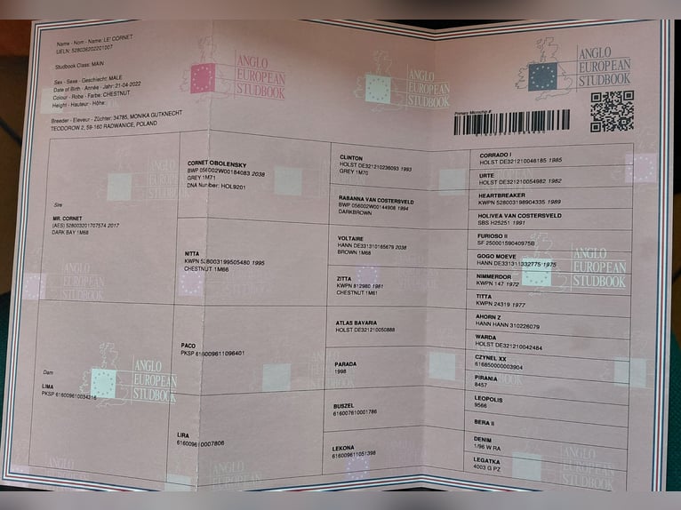 Anglo European Studbook Wallach 4 Jahre 166 cm Fuchs in Nowy Janków