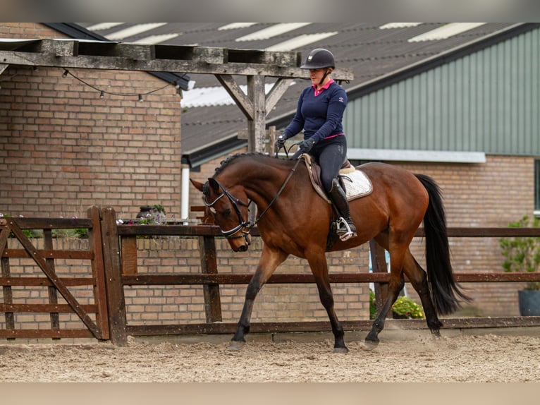 Anglo European Studbook Mix Wallach 4 Jahre 167 cm Rotbrauner in De Mortel