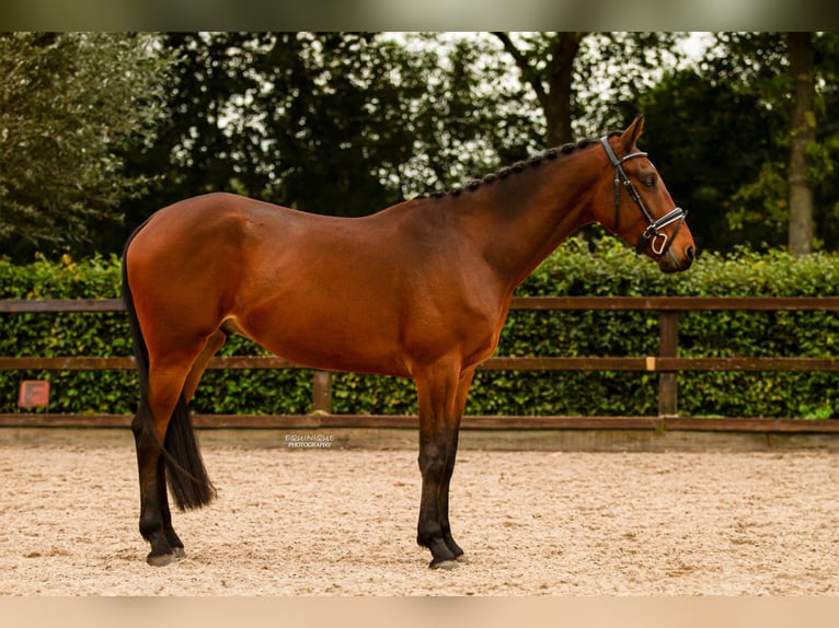 Anglo European Studbook Mix Wallach 4 Jahre 167 cm Rotbrauner in De Mortel