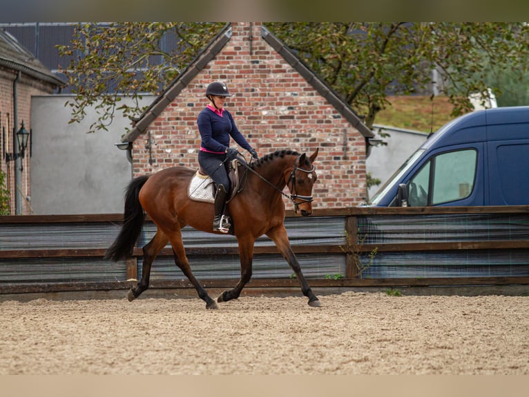 Anglo European Studbook Mix Wallach 4 Jahre 167 cm Rotbrauner in De Mortel