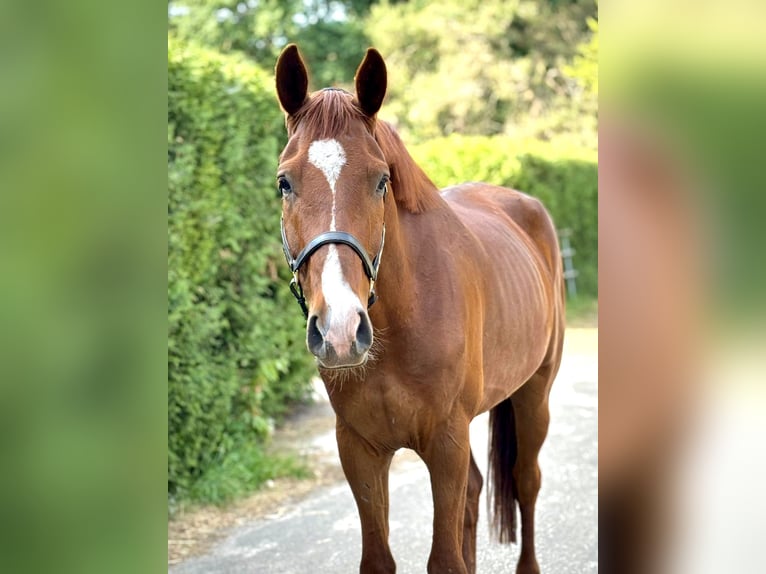 Anglo European Studbook Wallach 4 Jahre 168 cm Fuchs in Roggel
