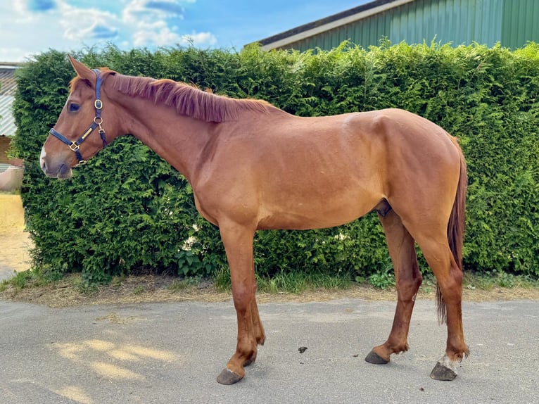 Anglo European Studbook Wallach 4 Jahre 168 cm Fuchs in Roggel