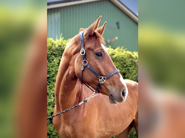 Anglo European Studbook Wallach 4 Jahre 168 cm Fuchs in Roggel