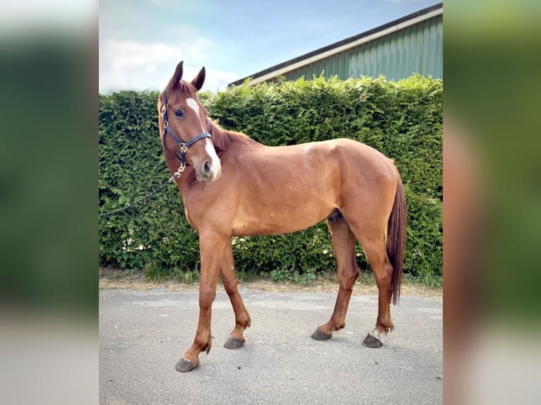 Anglo European Studbook Wallach 4 Jahre 168 cm Fuchs in Roggel