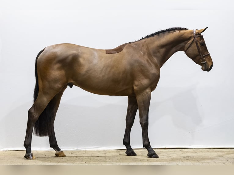 Anglo European Studbook Wallach 4 Jahre 168 cm  in Waddinxveen