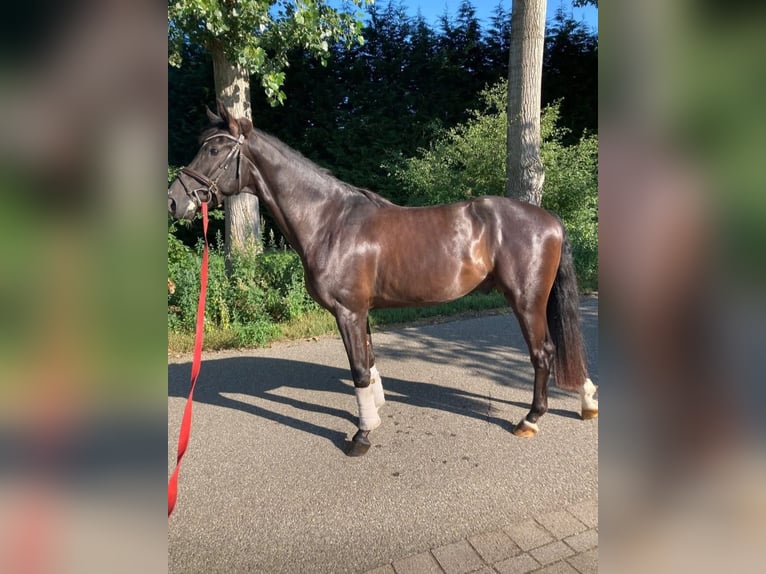 Anglo European Studbook Wallach 4 Jahre 172 cm Rappe in Gemonde