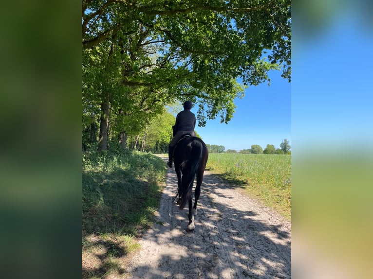Anglo European Studbook Wallach 4 Jahre 172 cm Rappe in Gemonde