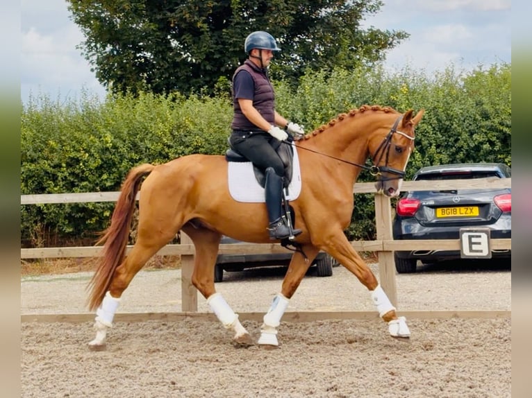 Anglo European Studbook Wallach 4 Jahre 173 cm  in Grantham, Lincs